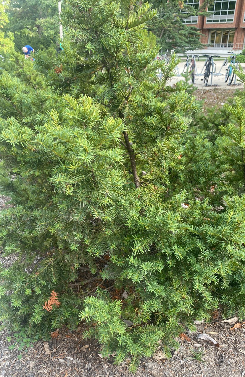 A Yew evergreen tree.